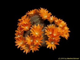 Rebutia walterii 1862